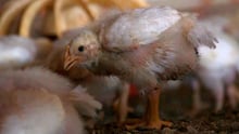 Frangos de crescimento acelerado