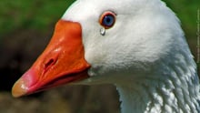 SP: Justiça suspende lei que proíbe venda de foie gras
