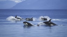 a pod of orcas swimming in the ocean in front of mountains