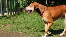 6 ventajas de adoptar un perro adulto