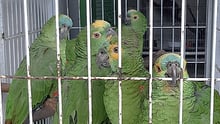 Cinco papagaios verdes presos, em uma gaiola de metal, em um pet shop