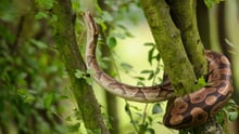 A green snake on a branch
