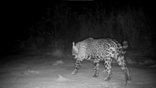 Female jaguar spotted with cub in Pantanal/Serra do Amolar area 