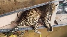 Onça-pintada morta - após ser caçada -, em um pequeno barco