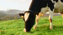 Vaca se alimenta de pasto.