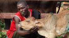 Ciclone Chedza traz danos a animais e comunidades no Malawi