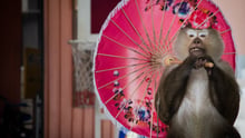 Monkey at cruel venue holding pink umbrella. Amy Jones / Moving Animals