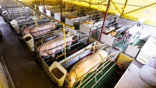 Mães porcas em gaiolas de gestação na pecuária industrial intensiva
