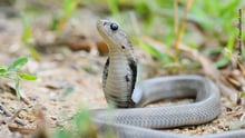 Cobra naja em meio à natureza