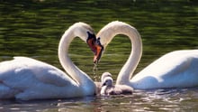 Casal de cisnes em um lago com seus filhotes