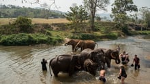 Turistas em um pequeno rio dando banho em elefantes