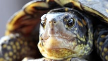 Tartaruga terrestre