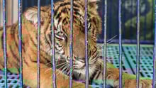 A tiger being used as a photo prop at a tourist venue