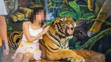 A tiger used for tourist selfies at cruel wildlife attraction in Thailand.