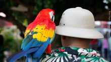 Turismo com animais é aceitável? A opinião do público