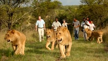 Tourists walking with lions in South Africa - World Animal Protection - Wildlife. Not entertainers