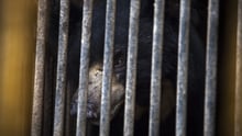 Rangila at the substandard zoo in Nepal - Dancing bears - World Animal Protection
