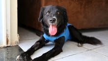 Cão faz amizade com segurança do Parque Olímpico e é adotado