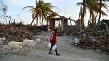 Estamos no Haiti para ajudar até 100.000 animais afetados pelo furacão Matthew