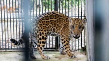 Una cría de jaguar rescatada en Brasil que quedó huérfana debido a los incedios forestales en Brasil. 
