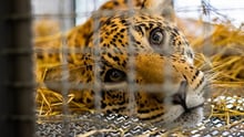 Xamã, a rescued jaguar and victim if the wildfires in Brazil, is pictured in a transportation cage to his new wild enclosure.