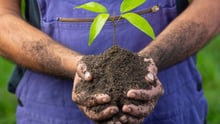 Agricultor segurando muda - foto: Freepik