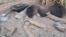 pequena tamanduá do Projeto Órfãos do Fogo