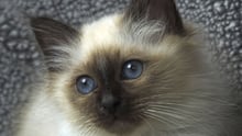 Gatinho da raça Birman com 11 semanas de idade