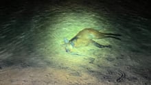 Lobo-guará morto afogado em um canal de irrigação