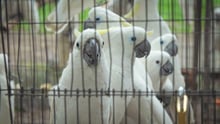 Papagaio em cativeiro