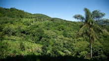 Exemplo de iniciativa de agrofloresta