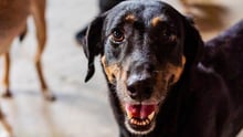 Shelter dog