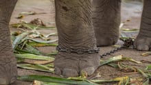 Elefante acorrentado em instalação turística na Tailândia