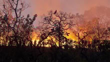 Flagrante de incêndio no Cerrado