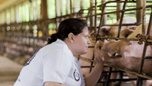Pig Factory Paola Rueda