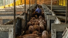 Fazenda de porcos