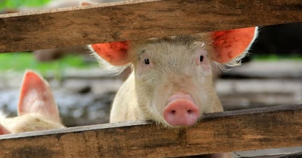 Senciência animal: imagem de um porco olhando entre duas vigas de madeira