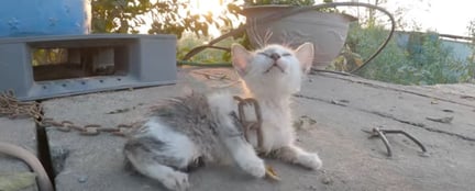 Gato de cores branca e cinza, filhote, está envolto em uma corrente.
