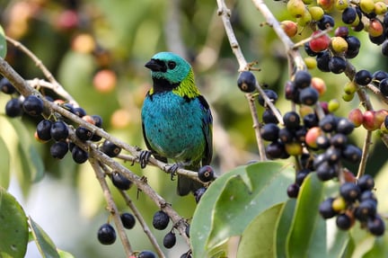Saíra-sete-cores (Tangara seledon)_Mauro Galetti
