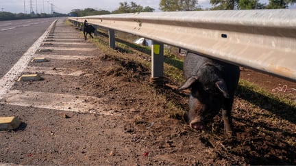 Um porco e um cachorro são avistados na beira de uma rodovia após as enchentes do Rio Grande do Sul de 2024.