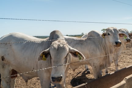 Tres bois fotografados de perto atrás de uma cerca de arame