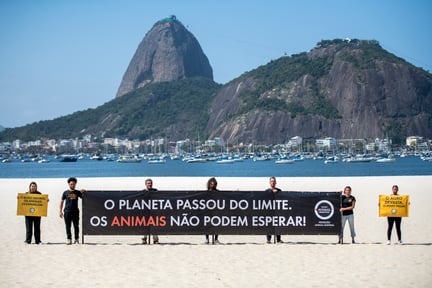 Em uma ação não violenta, ativistas seguram banners na Enseada de Botafogo. Ao lado esquerdo, uma mulher segura um banner amarelo com a frase: O agro destrói, os animais desaparecem. Ao meio, 5 pessoas seguram um banner maior, de 7 metros, preto, com a frase: O planeta passou do limite. Os animais não podem esperar. Do lado direito, outra mulher segura um banner menor, amarelo, com a frase: O agro devasta, o povo paga. Todas as pessoas estão na areia da praia, tendo como fundo o pão de açúcar.