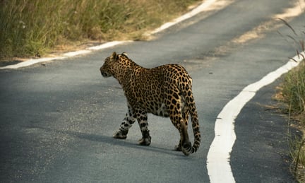 imagem de uma onça atravessando uma rodovida