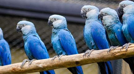 Ararinhas-azuis em um recinto especialmente construído no Zoológico de São Paulo