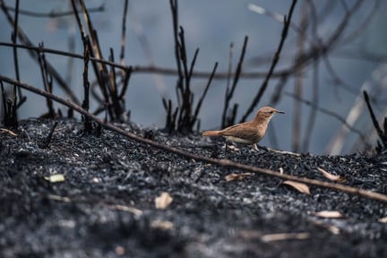 pássaro pousado em vegetação queimada