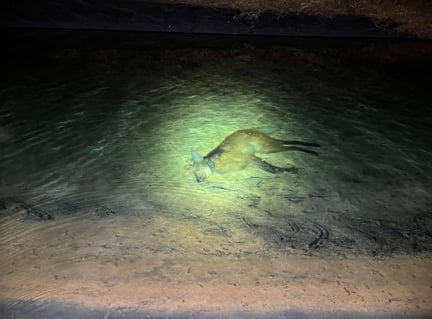Imagem do lobo-guará morto no chão em uma área de floresta à noite
