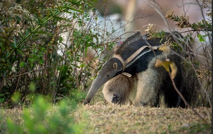 tamandua andando em meio a arbustos
