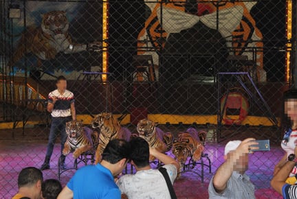 imagem de três tigres em uma apresentação circense com plateia assistindo