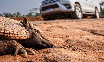 Atropelamento de animais: Câmara aprova o PL 466/2015 de Passagem de Fauna