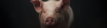 Thoughtful Pig